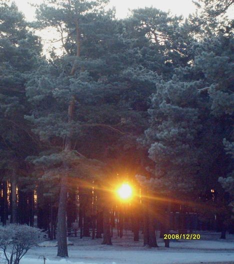 Утро в сосновом бору