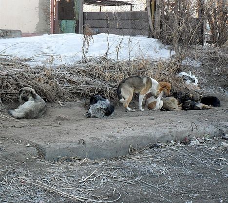 Семь собак