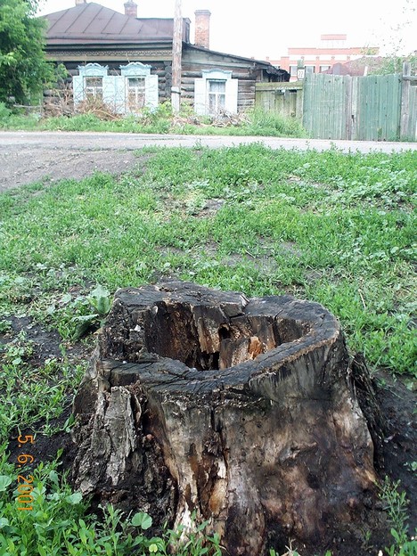 И даже пень в июньский день