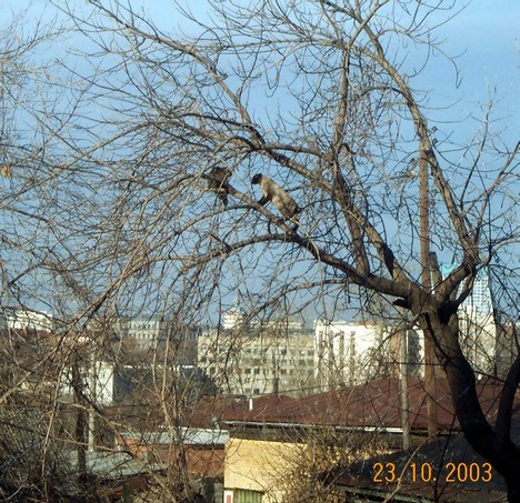 Октябрьский кот