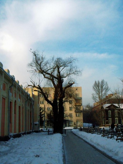 Дерево-памятник