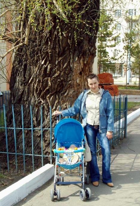 У гигантской ивы