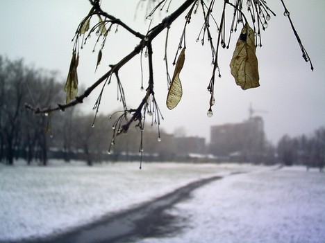 Кленовое семя