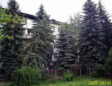 Многоэтажные ели