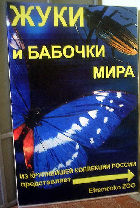 Жуки и бабочки мира