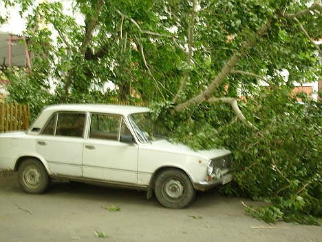 Дерево задавило автомобиль