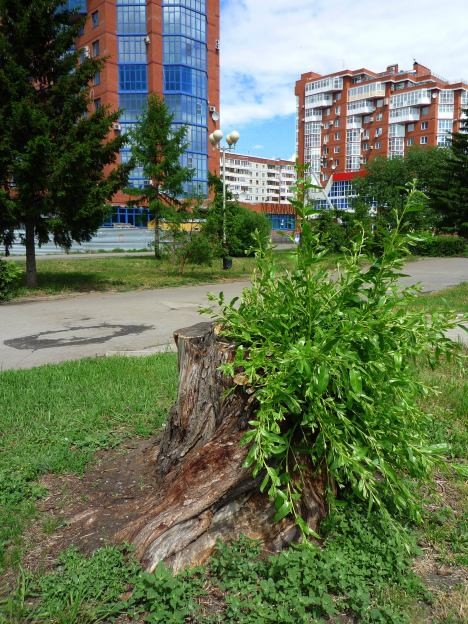 Город-пень