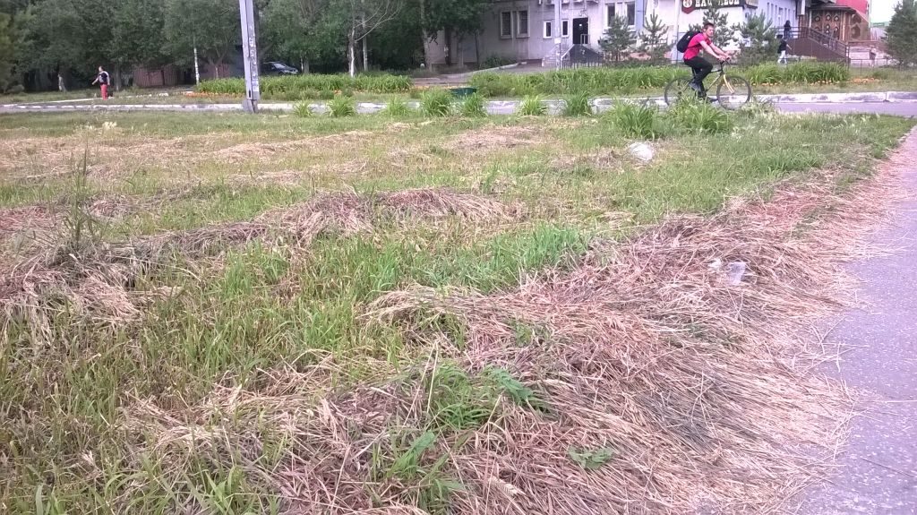 На некоторых газонах в Омске траву можно косить косой-литовкой или механическими косилками...