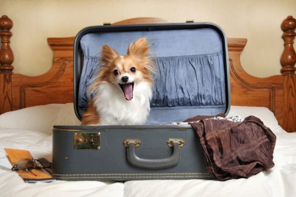 собака в чемодане