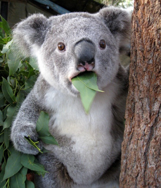 удивленная коала